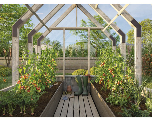 Serre avec plants de tomates, légumes et outils de jardinage