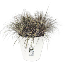 Herbe ornementale en pot