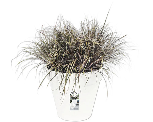 Herbe ornementale en pot