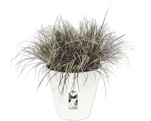 Gras in einem weißen Pflanztopf