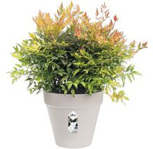 Nandina en pot