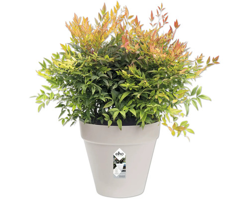 Nandina en pot