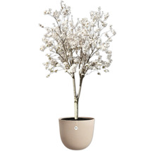 Arbre d'ornement fleuri en pot