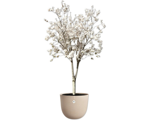 Arbre d'ornement fleuri en pot