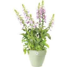 Digitale remplie dans un pot de fleurs avec le logo Elho.