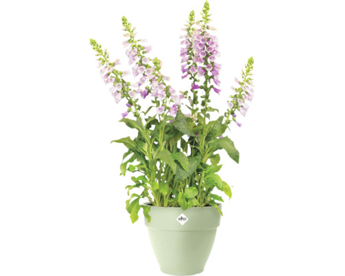 Digitale remplie dans un pot de fleurs avec le logo Elho.