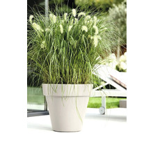 Grasnelke in Pflanzgefäß im Außenbereich