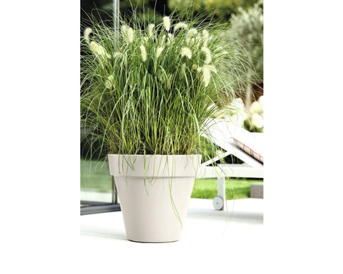 Grasbusch mit Blütenständen in einem Blumentopf