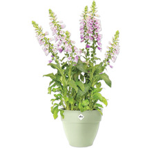 Digitale remplie dans un pot avec le logo Elho