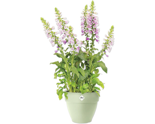 Digitale remplie dans un pot avec le logo Elho