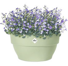 Pot de fleurs avec des plantes Campanula