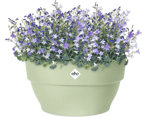 Pot de fleurs avec des plantes Campanula