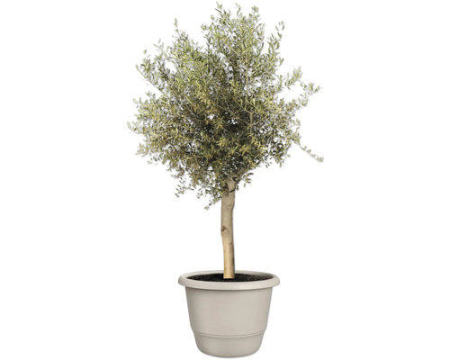 Olivier en pot pour le jardin