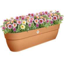 Jardinière avec des dahlias colorés et le logo Elho