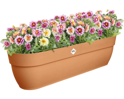 Jardinière avec des dahlias colorés et le logo Elho