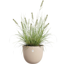 Touffe d'herbe dans une jardinière côtelée