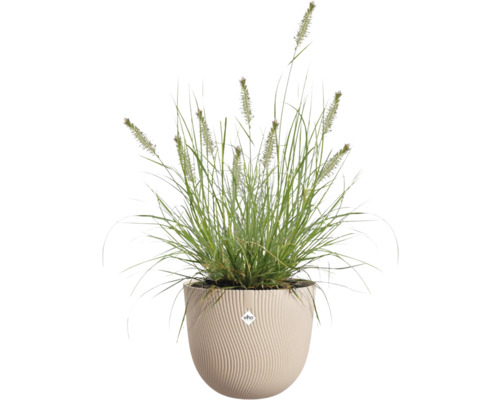 Touffe d'herbe dans une jardinière côtelée