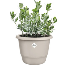 L'image montre une plante Euonymus dans un pot de fleurs Elho.