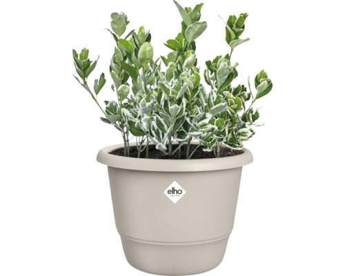 L'image montre une plante Euonymus dans un pot de fleurs Elho.