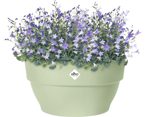 Campanules dans un pot de fleurs avec le logo Elho