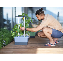 Un homme récolte des poivrons dans un bac à fleurs sur une terrasse