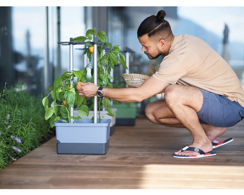 Un homme récolte des poivrons dans un bac à fleurs sur une terrasse