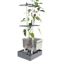 Système hydroponique avec plant de piment pour l'intérieur