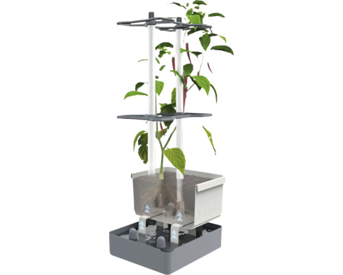 Système hydroponique avec plant de piment pour l'intérieur