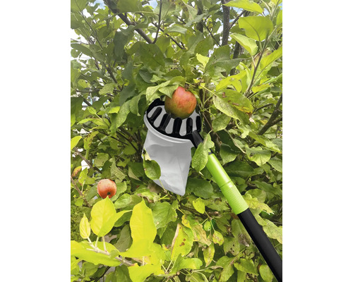 Cueille-pomme en utilisation sur un pommier