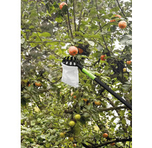 Cueille-fruits en utilisation sur un pommier avec des fruits mûrs.