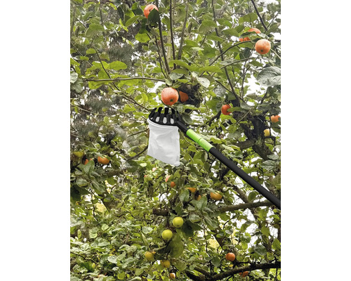 Cueille-fruits en utilisation sur un pommier avec des fruits mûrs.