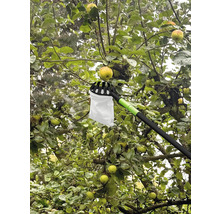 Cueille-fruits en utilisation sur un pommier