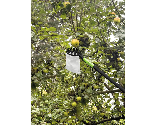 Cueille-fruits en utilisation sur un pommier