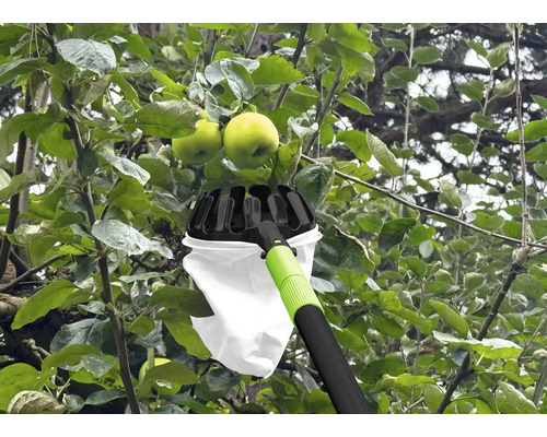 Cueille-fruits en utilisation sur un pommier