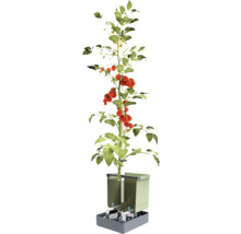 Plant de tomates avec système d'irrigation