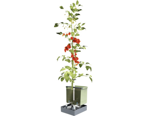 Plant de tomates avec système d'irrigation