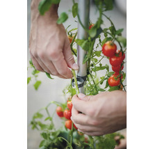 Une personne fixe des plants de tomates à un tuteur à l'aide d'attaches pour plantes.