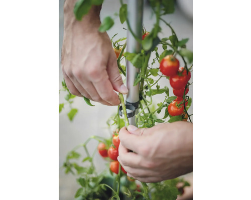 Une personne fixe des plants de tomates à un tuteur à l'aide d'attaches pour plantes.