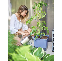 Femme arrose un plant de tomates dans un pot avec une aide à l'escalade