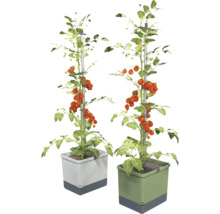 Deux plants de tomates avec support d'escalade dans des jardinières