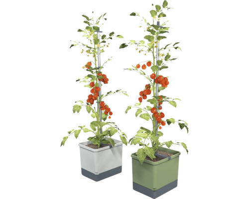 Deux plants de tomates avec support d'escalade dans des jardinières