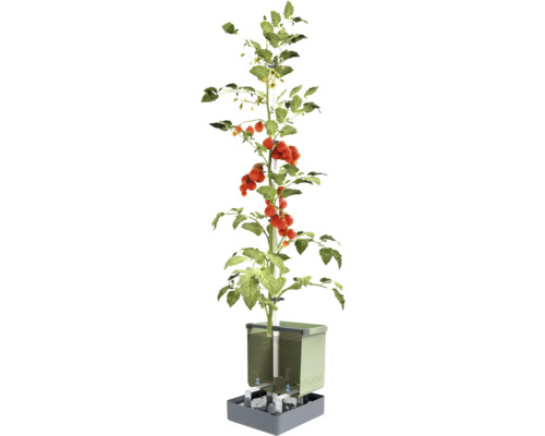 Plant de tomates dans un système hydroponique