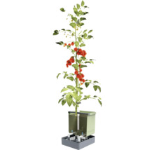 Plant de tomates dans un système hydroponique vertical pour le jardin