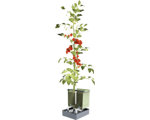 Plant de tomates dans un système hydroponique vertical pour le jardin
