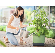 Femme arrosant un plant de tomates dans un potager surélevé avec un arrosoir.