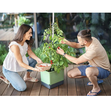 Deux personnes récoltent des tomates dans une jardinière surélevée avec support de croissance.