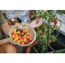 Une personne cueille des tomates et tient un panier de tomates