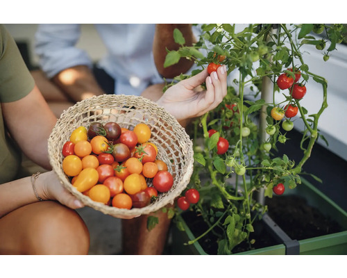 Une personne cueille des tomates et tient un panier de tomates