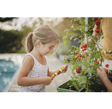 Une fille récolte des tomates et prépare des brochettes de légumes dans un potager surélevé