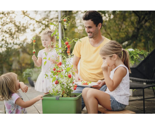Une famille récolte et mange des tomates d'un potager surélevé dans le jardin.